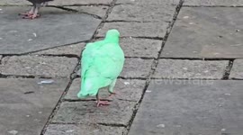Experts issue warning over town's bright green pigeon