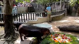 Moo Deng the hippo celebrates her first birthday with giant cake