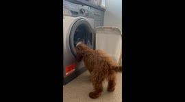 This silly doggo is not a fan of seeing his favorite toy inside a washing machine