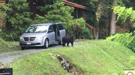 Bear Open and Closes Van Door by Itself