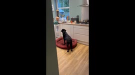 Little boy silently collects treats for his patient pups in this heartwarming clip