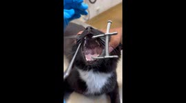Vets painstakingly remove sewing needle from cat's mouth
