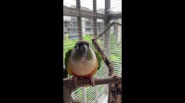 Parrots Imitate Speech