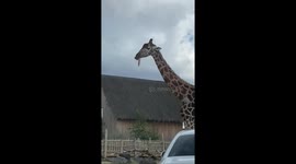 Giraffe's tongue hangs out its mouth in comical fashion