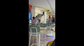 Red-Crowned Crane Eats from Lunch Box
