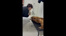 Man Sings to Golden Retriever