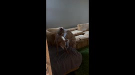Woman confronts dog for struggling to contain his 'excessive affection' for fellow pup