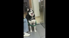 A Silly Husky