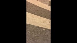 Cat Glides on Cardboard