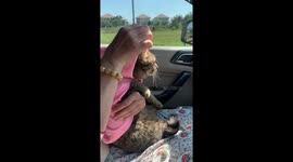 Pet cat wearing pink bunny hoodie joins owners in car ride