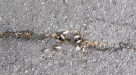 Flying Ants swarm in their millions in Swindon town center