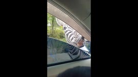Hungry zebra pokes mouth through car window