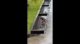 Disabled stray dog rescued from storm drain as water rises
