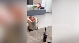 Dad's genius hack to stop baby from crying - a robot vacuum ride