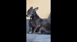 Poor dog is high after owner gives him his prescribed gabbapentin