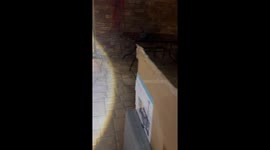 Wildlife drama unfolds as Eastern Brown Snake attempts to fully consume a massive Blue-Tongued Skink