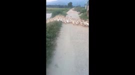 Two thousand ducks moved quickly across the road to the river