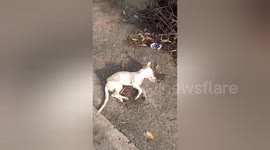 Social organisation rescued a dog met with an accident on Shahdol, Madhya Pradesh