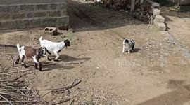Border Collie Pushed Away by Lambs