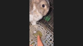 When Your Rabbit Hates Its Food