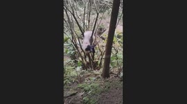 Goat Trapped by Branches