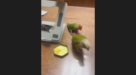 Parrot Glides on Another's Tail