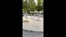 Civilized Cows Cross Through City Center