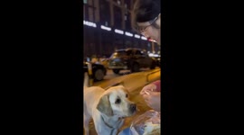 Dog with Stiff Ear