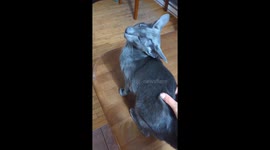 Oriental cat glitches from back scratches