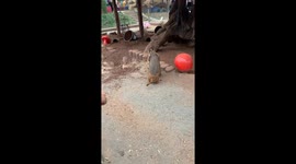 Two Marmots Fight