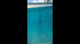 Swimmer bumps her nose on pools underwater glass