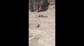 Two Marmots Fight
