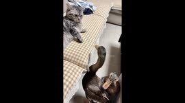 Cat Fights Duck