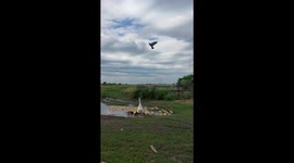 Using a Kite to Train Mother Goose to Protect Goslings
