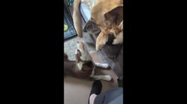 Playful Husky Puppy Annoys Old Dog