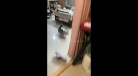Cat Startled by Owner