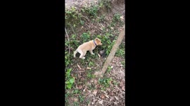 Dog Bites Mouse