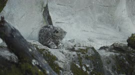 Switzerland: Three Snow Leopard Cubs Begin Exploring Zurich Zoo Habitat In Vital Conservation Effort
