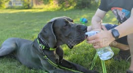 Great Dane loves drinking from spray bottle on a hot summer day