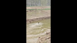 Dog Chases Duck into River