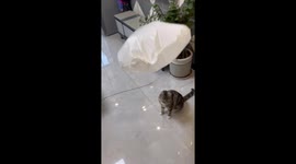 Kungfu Cat