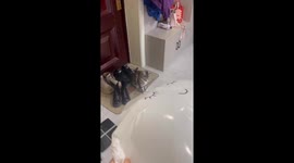Ninja Cat