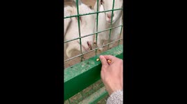 Lamb and Corn