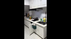 Fish Jumps on Stove