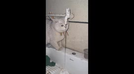 Cat Drinks From Faucet