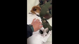 Dog Snuggles Under Clothes