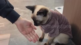Siamese Cat Reacts to Pistol