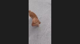 Poodle's Hair Blown by Wind