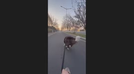 Border Collie Pulls Cart