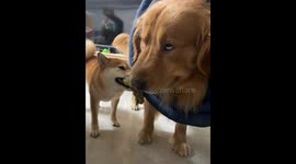 Golden Retriever Snatches Toy